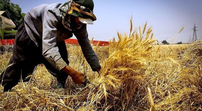 برداشت گندم